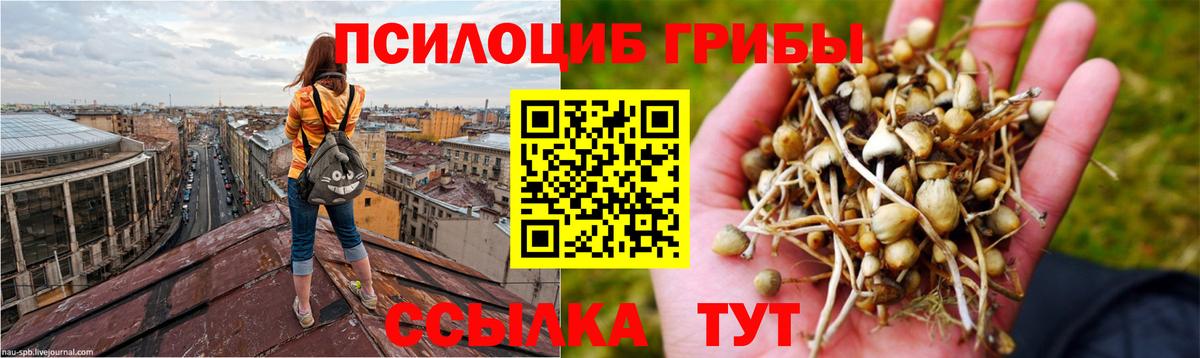 Галлюциногенные грибы Psilocybe  Вход с VPN  Бузулук 